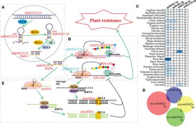 New insight into the molecular mechanism of miR482/2118 during plant resistance to pathogens